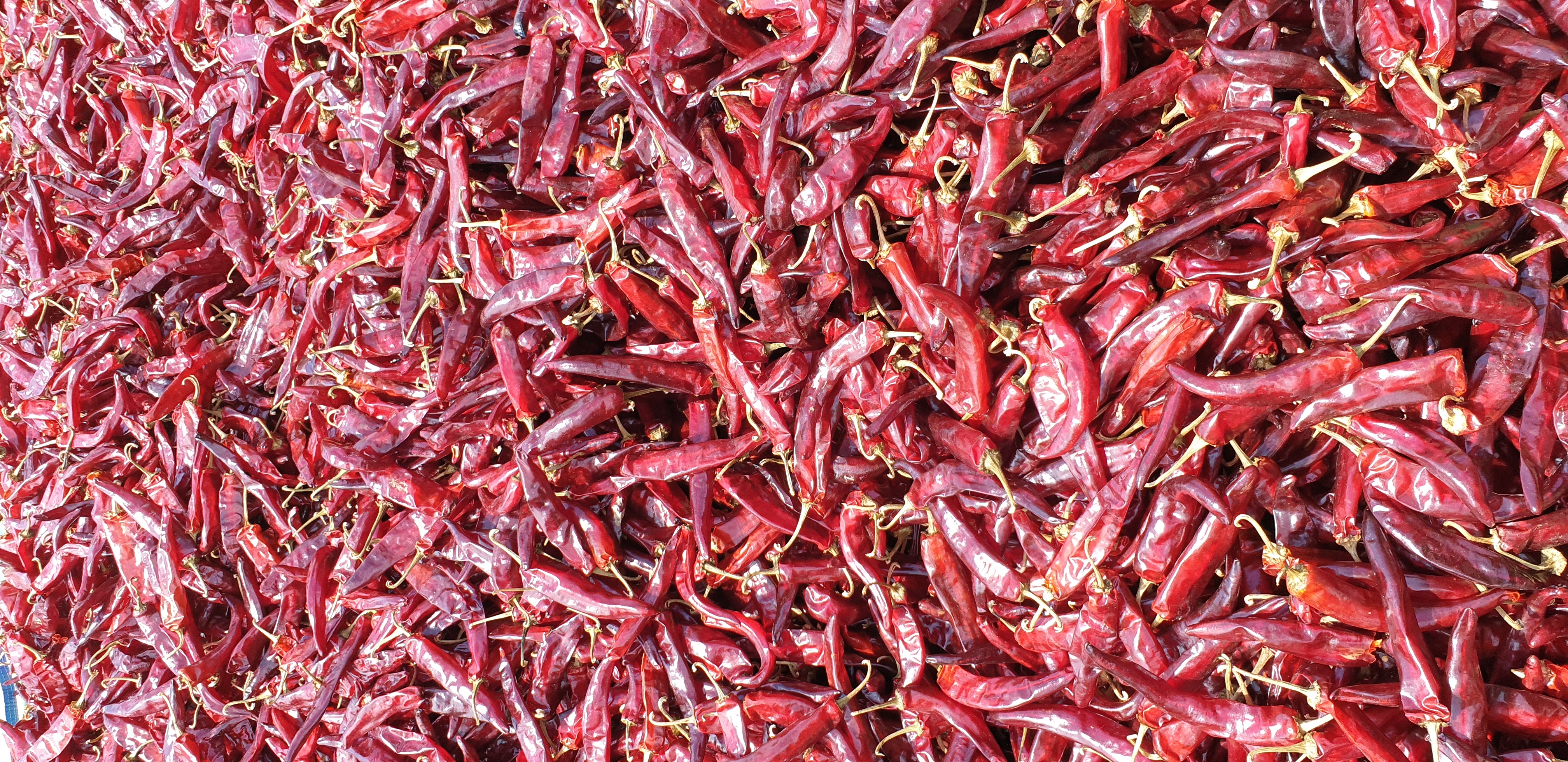 황토와 해풍을 맞고 자란 해남 햇고춧가루, 중간맛,매운맛,청향