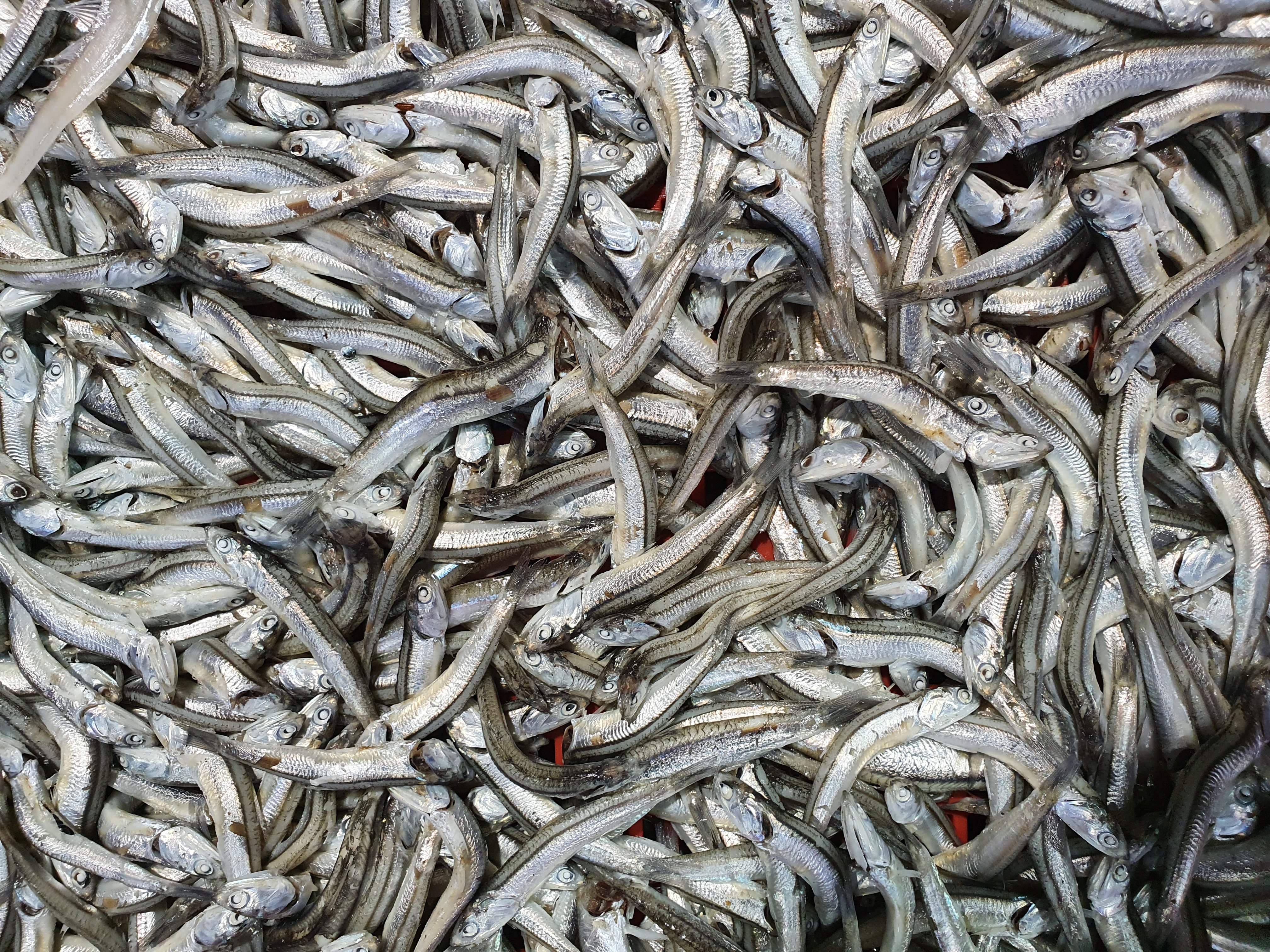 명작선물세트 1호