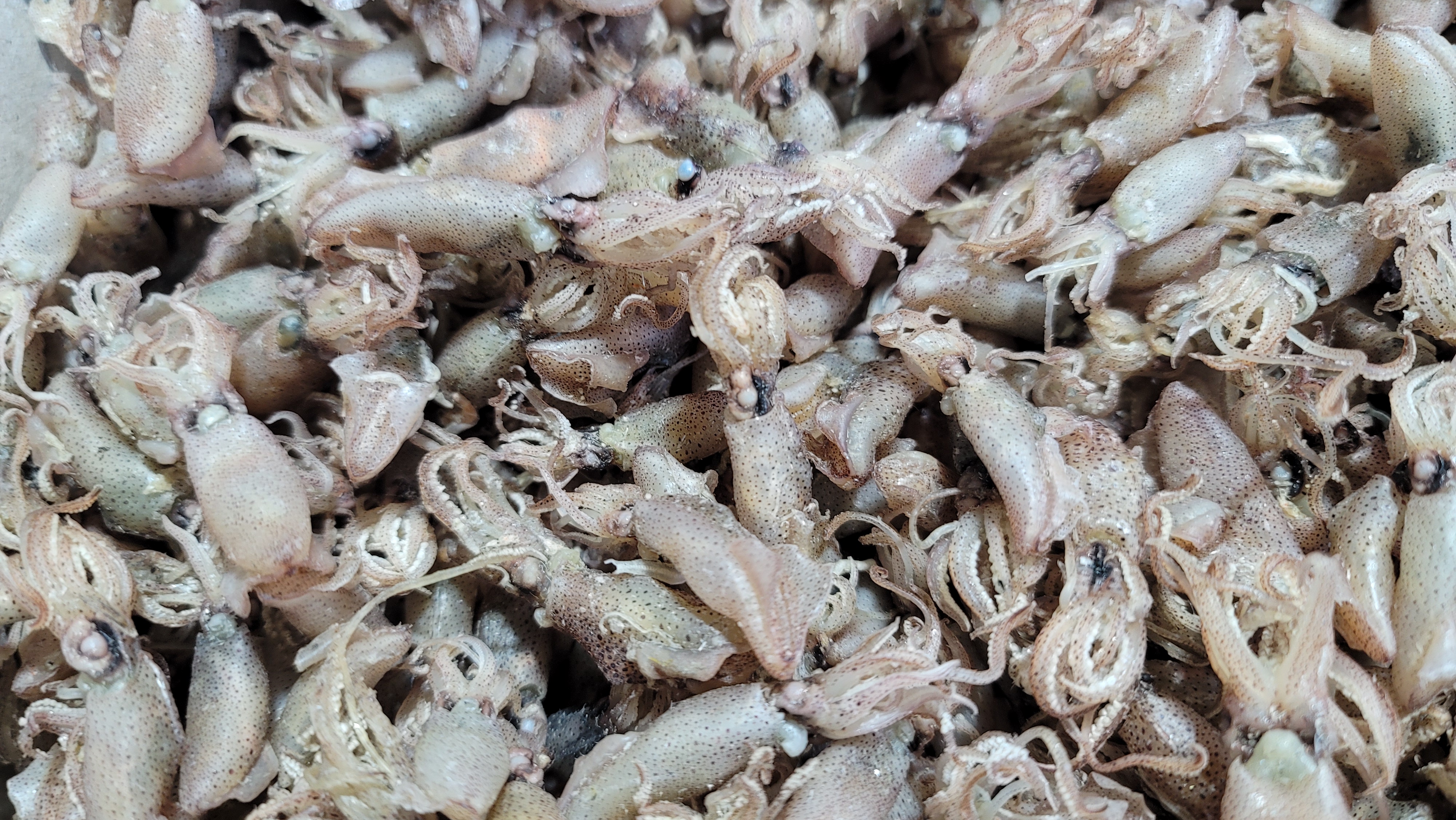 바다애 건꼴뚜기  중간사이즈