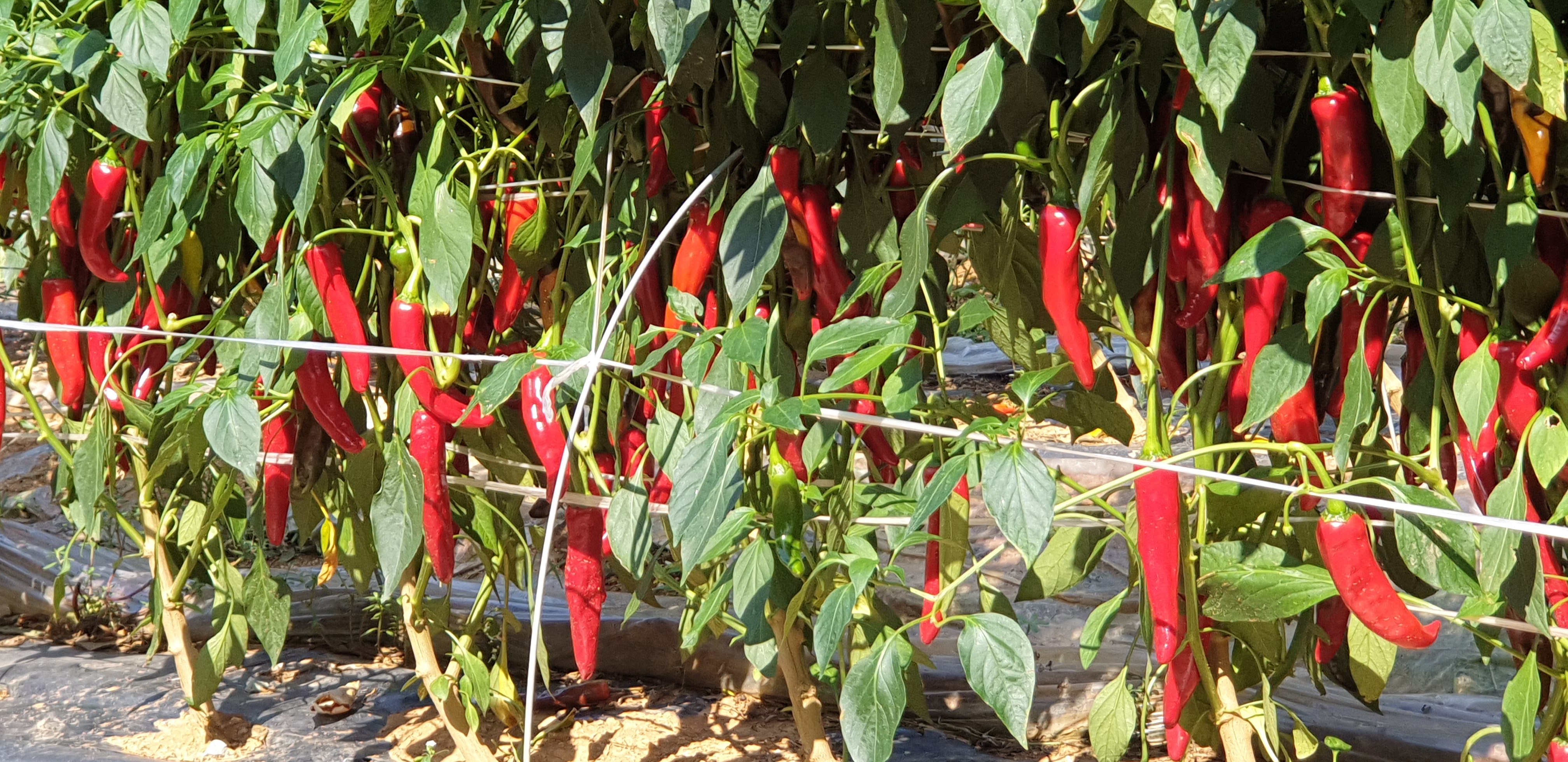 해남 양념용 굵은고춧가루 500g,1kg