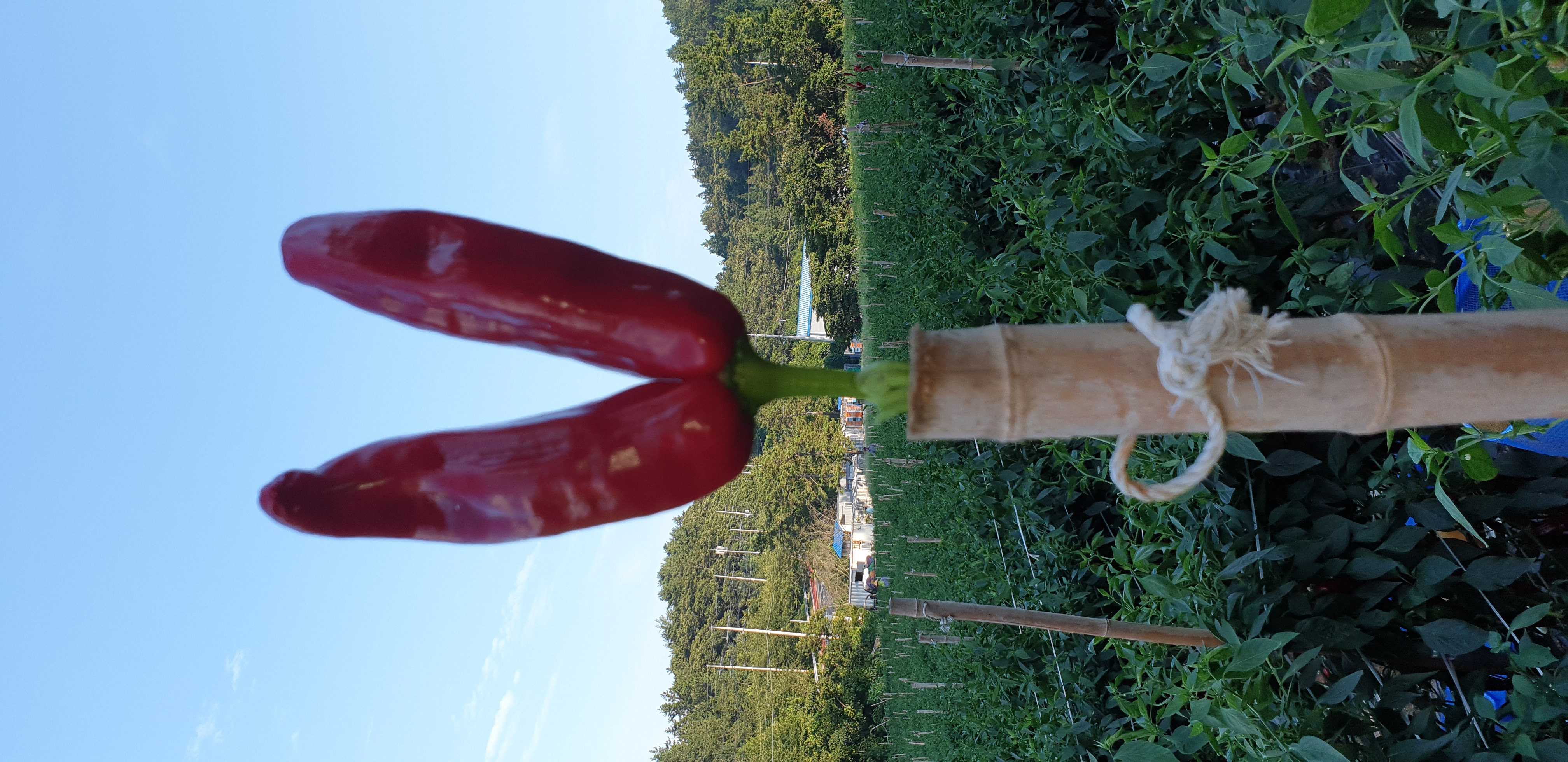 해남 양념용 굵은고춧가루 500g,1kg