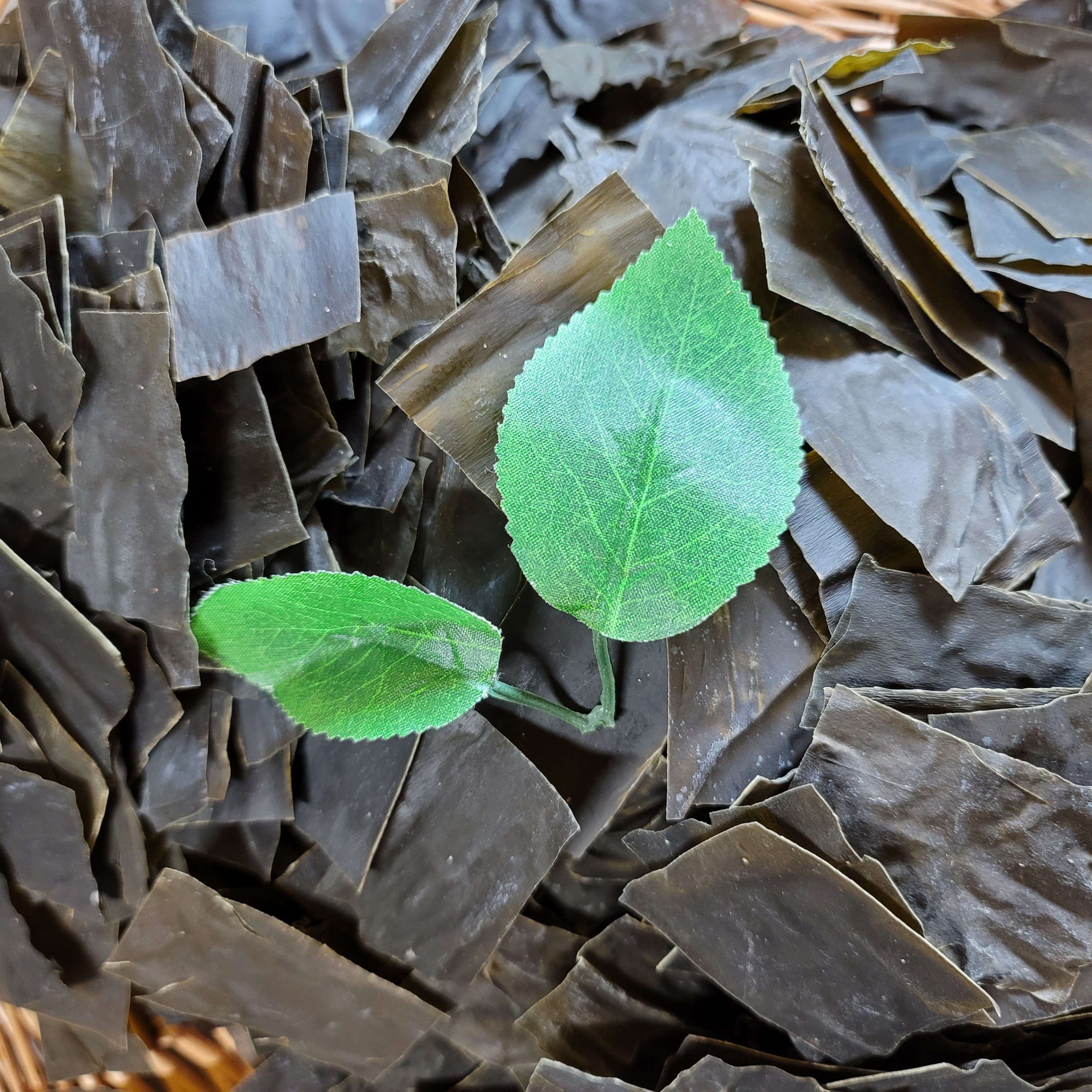 바다의 채소 뿌리 다시마 100g,건다시마200g, 건다시마500g, 밥다시마250g