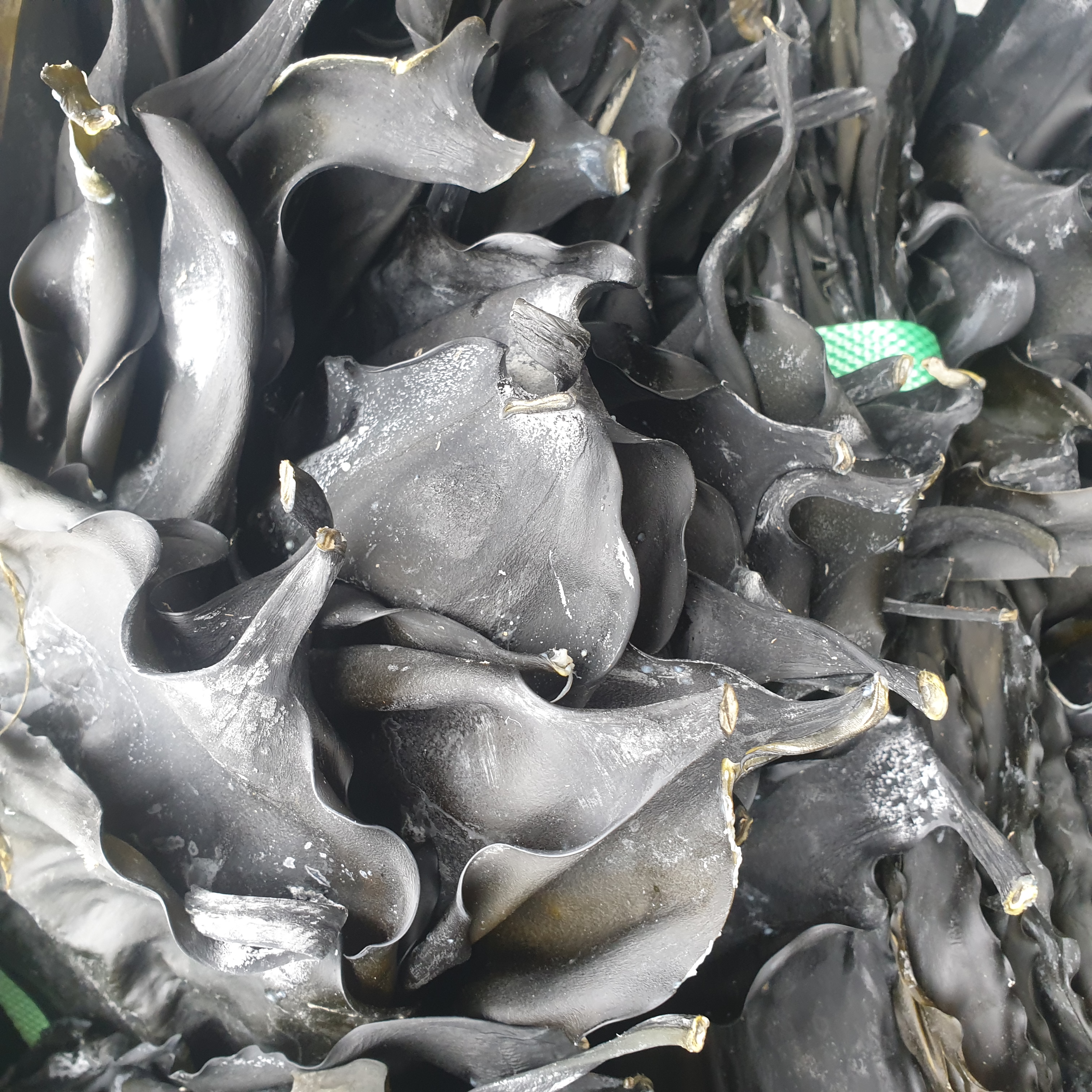 바다의 채소 뿌리 다시마 100g,건다시마200g, 건다시마500g, 밥다시마250g