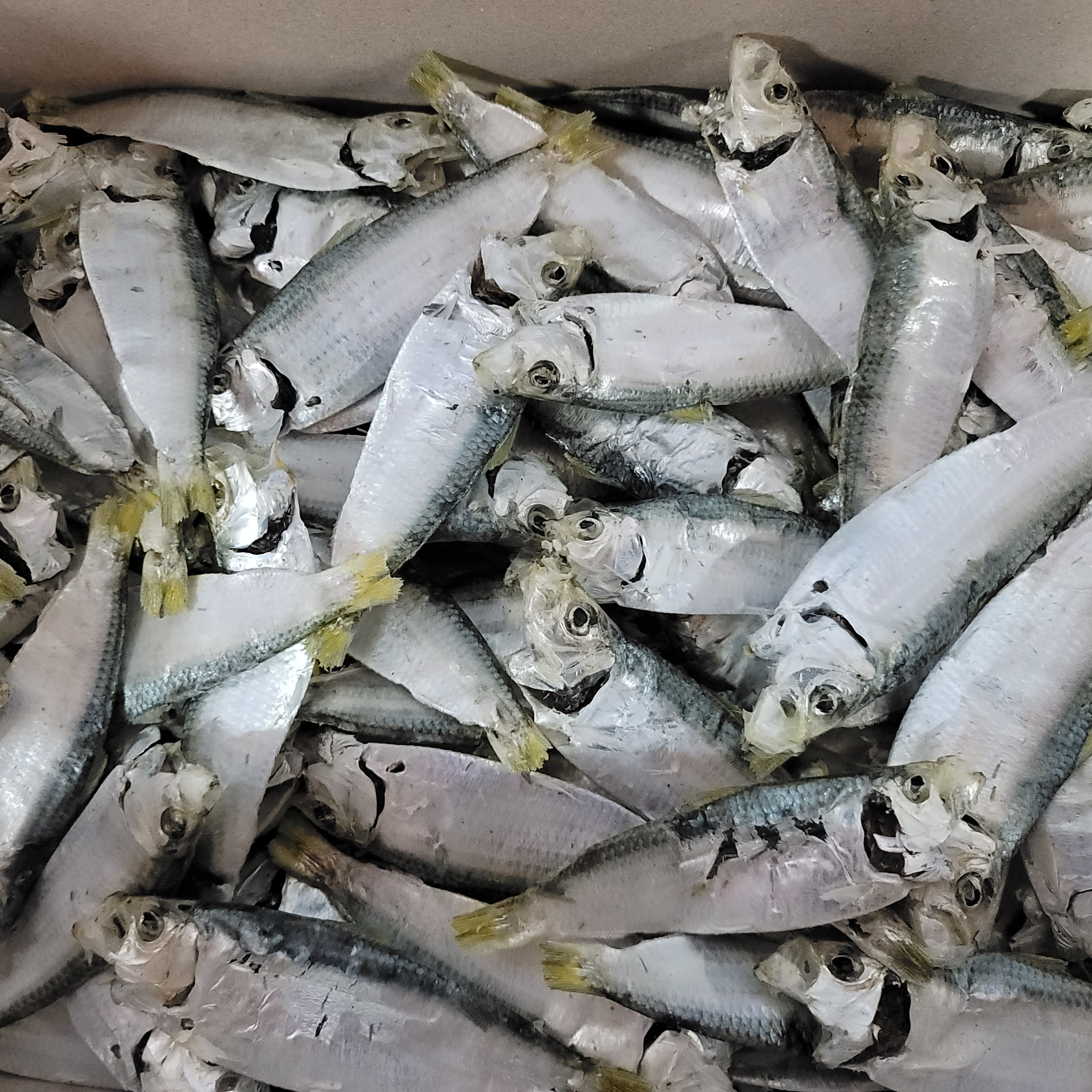 디포리 200g, 디포리500g, 디포리1.5kg