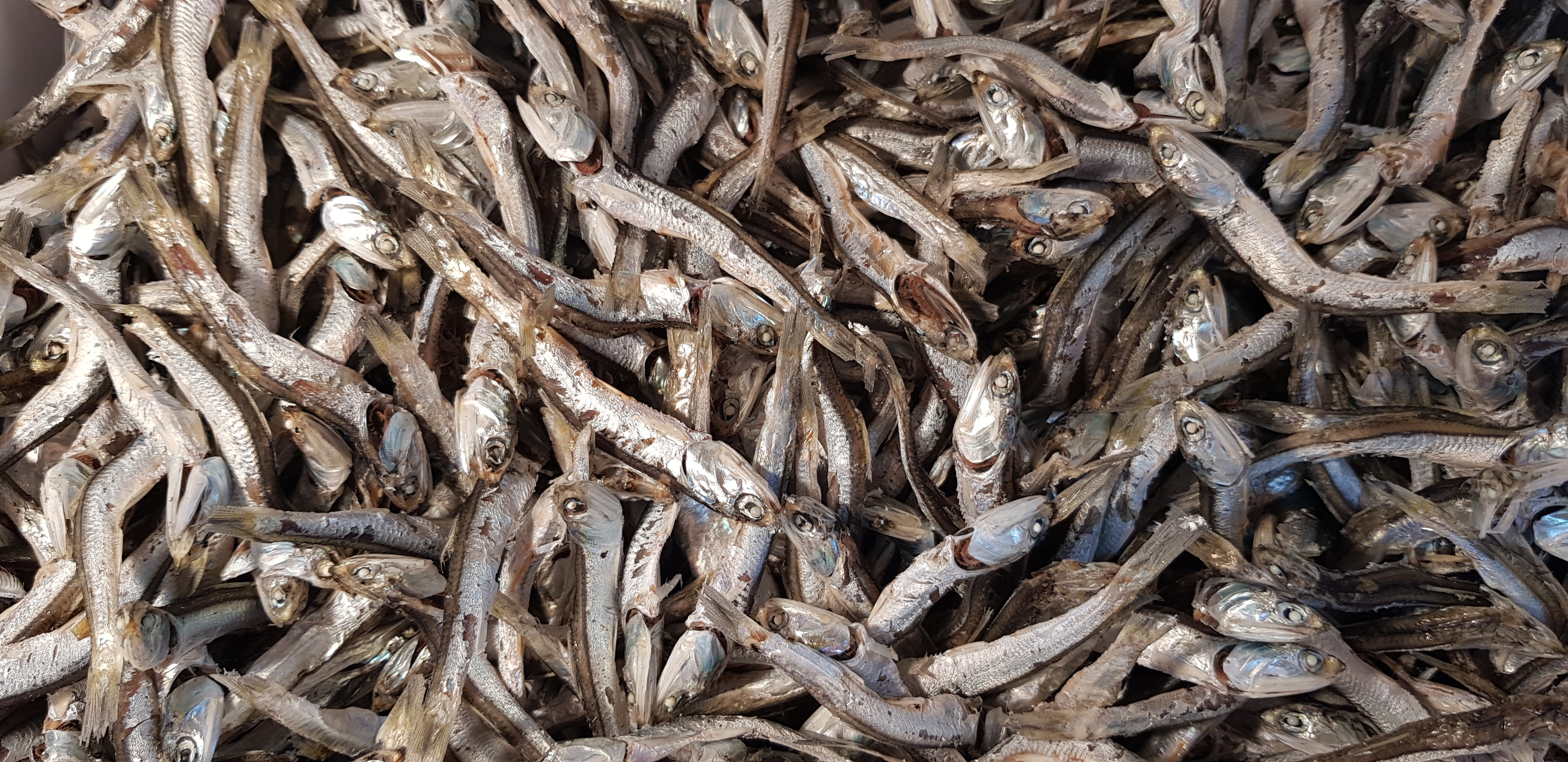 은빛 멸치 선물세트