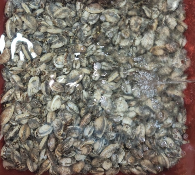 바지락살 250g,500g,