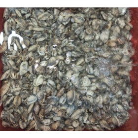 바지락살 250g,500g,