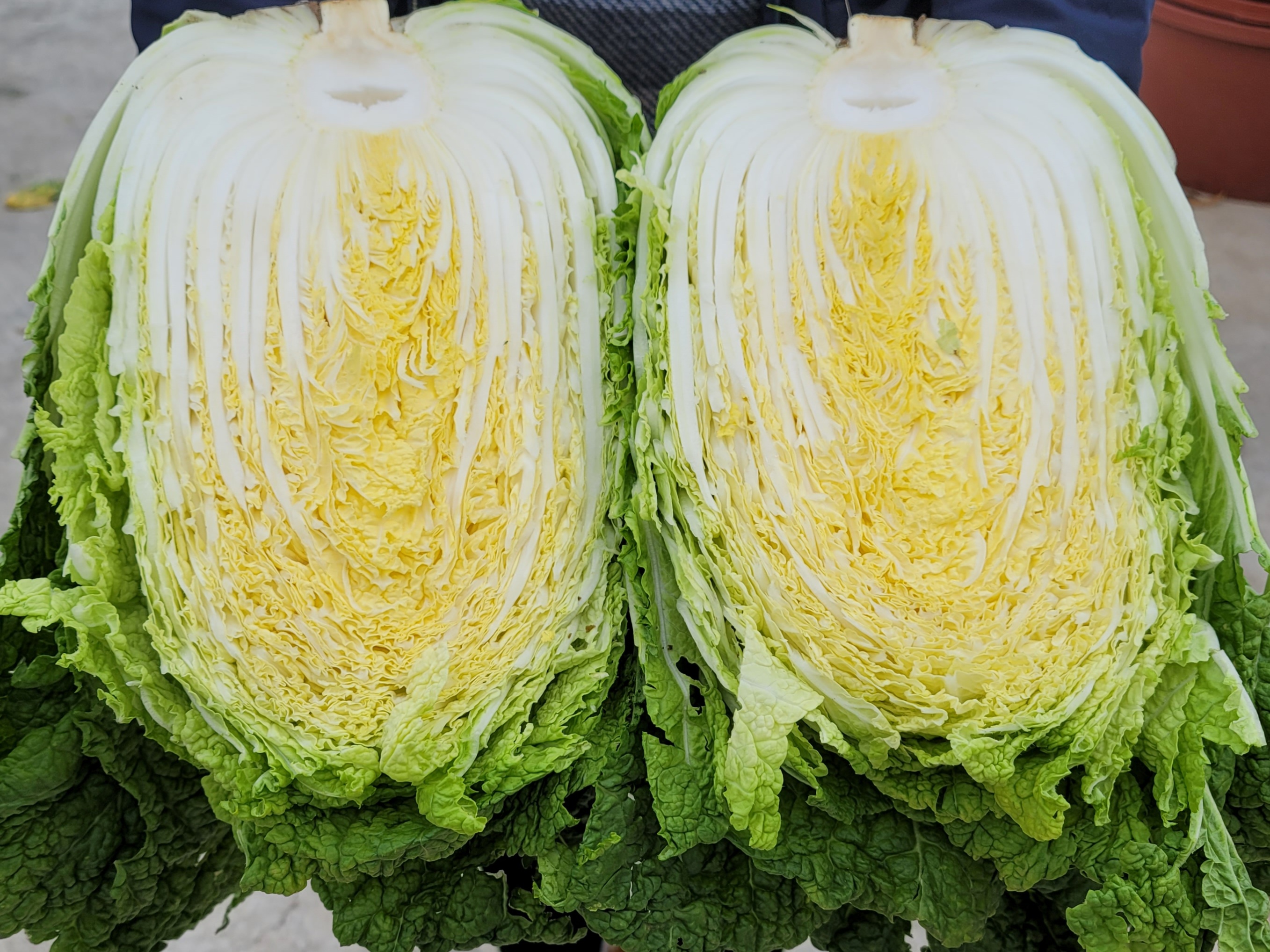 황토와 해풍을 맞고 자란 해남절임배추,GAP인증,절인배추,7-8포기