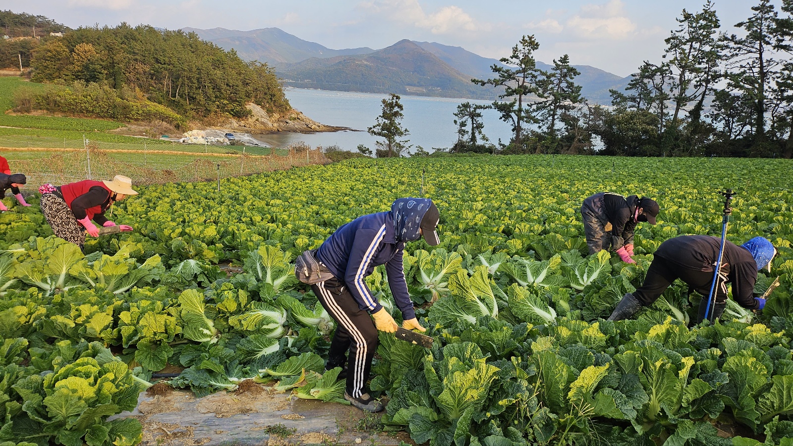 황토와 해풍을 맞고 자란 해남절임배추,GAP인증,절인배추,7-8포기